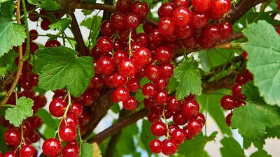 Болезни смородины: чем обработать ягоду от вредителей?