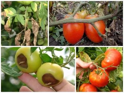 Болезни томатов в картинках и их лечение фотографии
