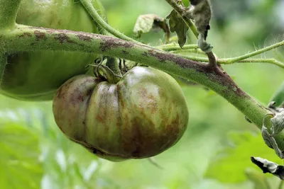 10 опасных болезней томатов — Ботаничка