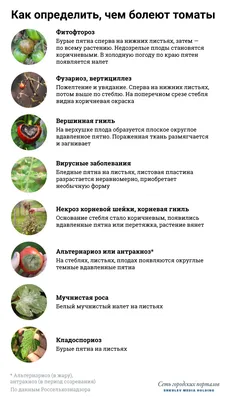 Болезни томатов и способы борьбы с ними - 9 августа 2021 - НГС.ру