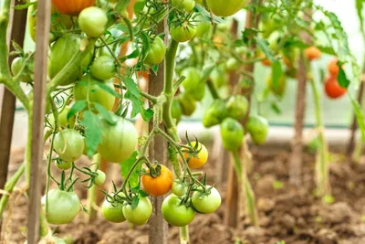 Почему скручиваются, желтеют, белеют листья у помидор, что делать с  болезнями томатов, как бороться с фитофторозом, кладоспориозом, июль 2022  года - 15 июля 2022 - V1.ру