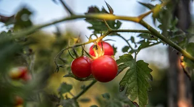 Белые пятна на листьях помидоров: 8 причин и что с этим делать | ivd.ru