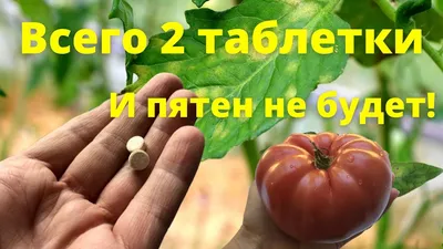 Пятна на листьях томатов: чем лечить в теплице и открытом грунте - Ортон