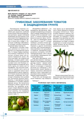 Грибковые заболевания томатов в защищенном грунте – тема научной статьи по  агробиотехнологии читайте бесплатно текст научно-исследовательской работы в  электронной библиотеке КиберЛенинка