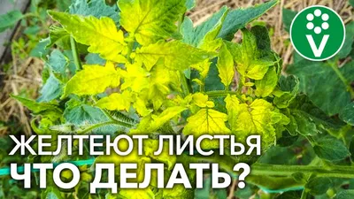 ЖЕЛТЕЮТ ЛИСТЬЯ У ТОМАТОВ? Главная причина и простое решение проблемы -  YouTube