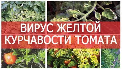 Проблемы с помидорами: что делать и как лечить томаты в домашних условиях