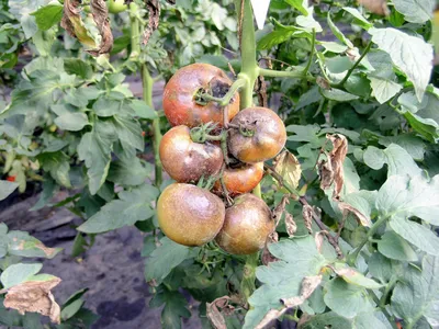 Почему скручиваются, желтеют, белеют листья у помидор, что делать с  болезнями томатов, как бороться с фитофторозом, кладоспориозом - 15 июля  2022 - 45.ру