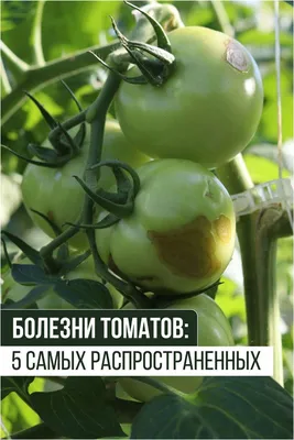 Болезни томатов, фото, описание и способы лечения | Агро Сіті