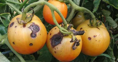Болезни томатов: 5 самых распространенных | На грядке (Огород.ru)