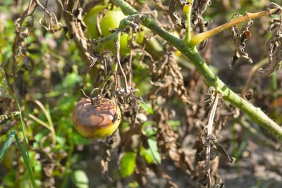 Помидоры в теплице: выращивание томатов, посадка весной, уход и сбор урожая