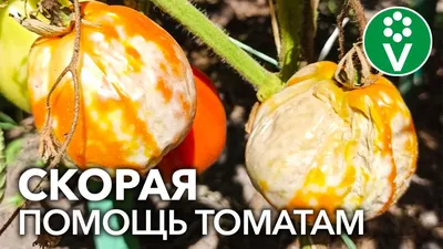 Солнечная болезнь томатов: как отличить кладоспориоз от фитофтороза и  других болезней? | Посад | Дзен