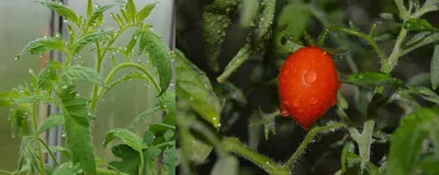 Болезни томатов: лечение, профилактика, признаки, фото. Болезни помидоров в  картинках