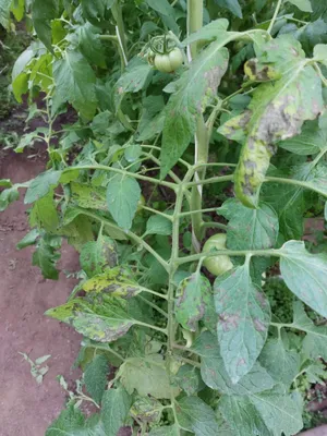5 методов профилактики от всех болезней томатов: от семян до урожая |  Хозяйкин огород | Дзен