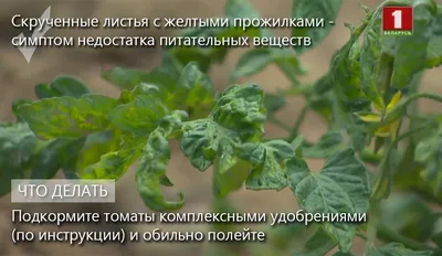 Вредители томатов и борьба с ними биопрепаратами - Biopreparaty