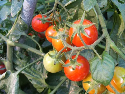 На плодах томатов белые вмятины, будто бы сгнили слегка. Что это? - ответы  экспертов 7dach.ru