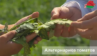 Чем подкормить помидоры, которые плохо растут | На грядке (Огород.ru)
