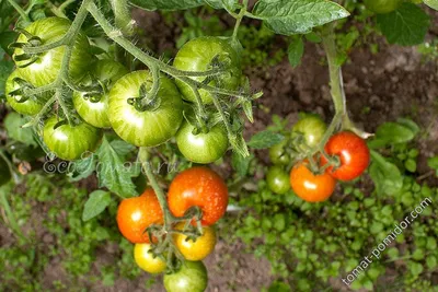 Формирование томатов в теплице и открытом грунте: пошаговая инструкция со  схемами в 2 и 3 стебля с советами экспертов