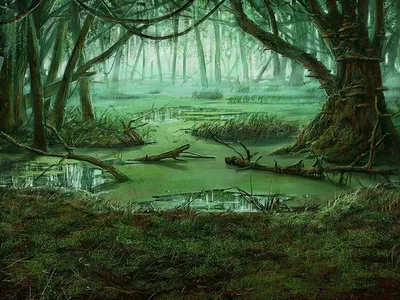 Ночь лес болото - 70 фото