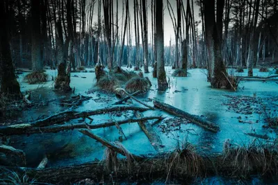 Спасти болота. Чем грозит планете осушение болот и как его остановить