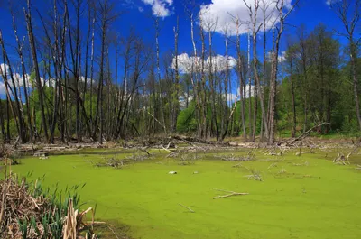 Российские болота спасут от глобального потепления ⋆ НИА \"Экология\" ⋆