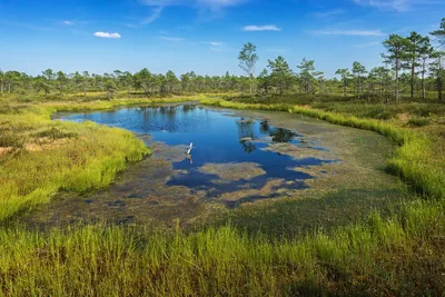 Ловушка для углерода: сибирские торфяники накапливают парниковые газы  эффективнее всех болот на Земле