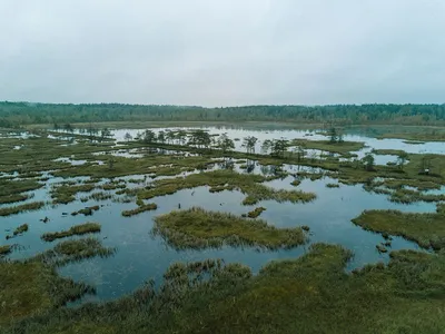 Экологию спасет болото: Заповедную топь в Тверской области оценили эксперты  Европы - KP.RU