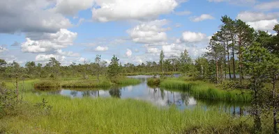 Типы болот и их охрана | Loodusveeb