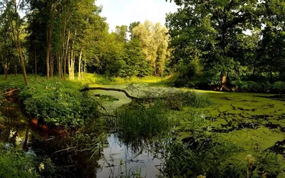 8 крупнейших болот Беларуси