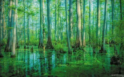 Лесные ресурсы на болотах