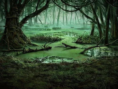 Сказочное болото картинки - 82 фото