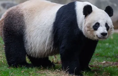 Большая панда родила детеныша в зоопарке Вашингтона - Российская газета