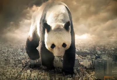 В Китае умерла самая старая в мире большая панда — РБК
