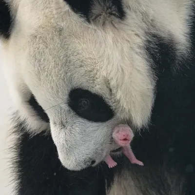 Журнал Discovery - Большая панда – это спокойное млекопитающее,  характерного черно-белого окраса. Панда стала национальным достоянием  Китая, а для WWF стала символом с 1961 года. Панды обитают в  широколиственных лесах, на горных