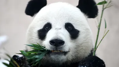 Большая панда – китайский эндемик - Животное панда: энциклопедия, все про  панду!