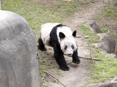 Большая панда | О животных с любовью | Дзен
