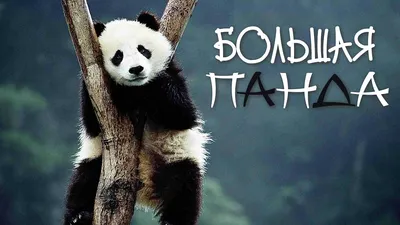 Самая старая в мире большая панда отмечает свой 35-й день  рождения_Russian.news.cn