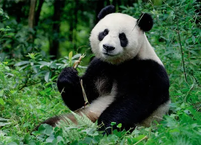 Большая панда и её маленький детёныш | Пикабу