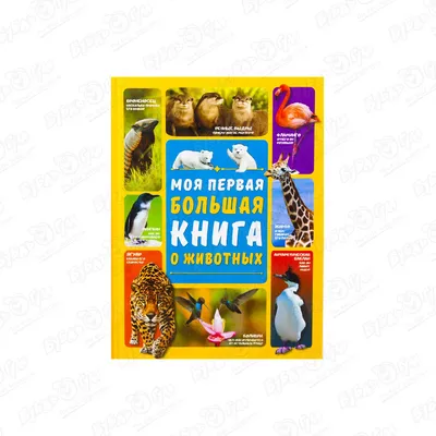 Викторины - купить по отличным ценам в Бишкеке и Кыргызстане Agora.kg -  товары для Вашей семьи