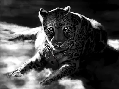 Картинки Леопарды Большие кошки черно белые Животные 1600x1200