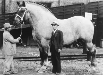 5 самых больших лошадей в мире | Мир лошадей | Дзен