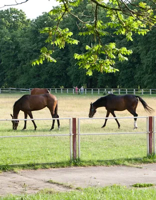 Большие красивые взрослых коричневые стойки лошадей в ручку с белым амбаром  в фоновом режиме, на ранчо Стоковое Фото - изображение насчитывающей  красивейшее, головка: 197980356