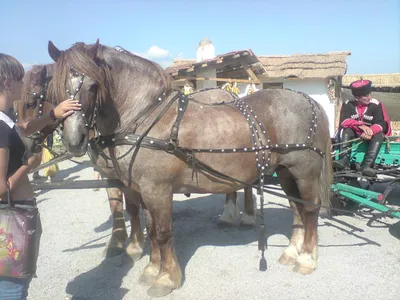 Лошадь, истощена, лежит на дороге …» — создано в Шедевруме