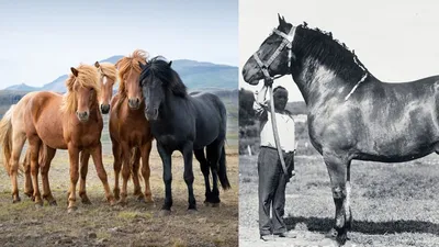 Самая большая лошадь в мире. Вес и рост рекордсмена невероятны | Топчик |  Дзен