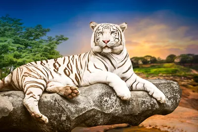 Обои для рабочего стола тигр Большие кошки Белый Взгляд Животные