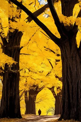 Красивый Лес Осенью Много Ярких Цветов Вокруг Листья На Земле Большие  Деревья — стоковые фотографии и другие картинки Без людей - iStock