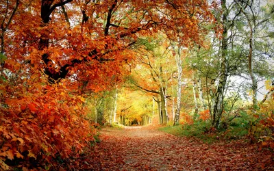 Осень В Большие Северном Лесу Ньюгэмпшир — стоковые фотографии и другие  картинки Нью-Гэмпшир - Нью-Гэмпшир, Жилое здание, Осень - iStock