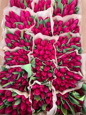 Juniflor.by - Начат приём заказов на тюльпаны к 8 марта (опт) 🔥 Более 40  сортов! Цена 0.9 BYN, на большие объёмы - скидки до 15% 💥 Дополнительная  информация в директ @juniflor.by и