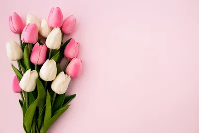 Тюльпаны оптом на 8 марта, лучшие тюльпаны, большие бутоны: 320 тг. - Сад /  огород Астана на Olx