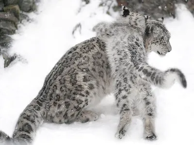 twitter / большие кошки :: снежный барс :: животные :: леопард :: котэ  (прикольные картинки с кошками) / смешные картинки и другие приколы:  комиксы, гиф анимация, видео, лучший интеллектуальный юмор.