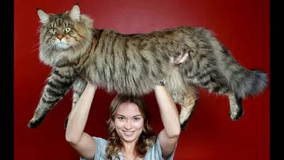 Самые большие кошки в мире – ТОП 10 с фото
